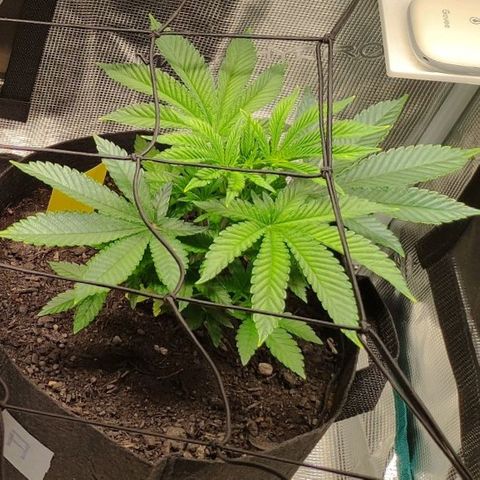 Radical Juice Adina growlog timeline photo