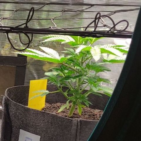 Radical Juice Adina growlog timeline photo