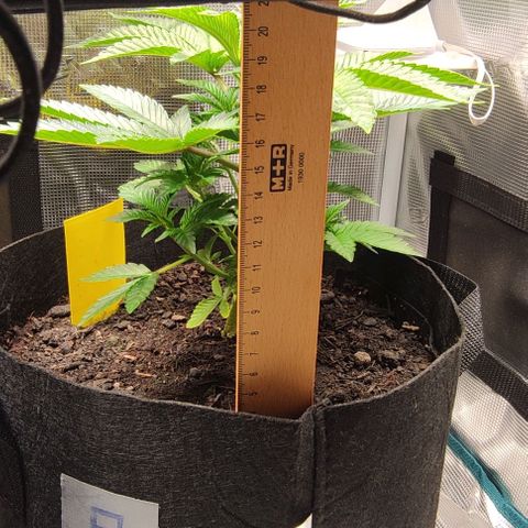 Radical Juice Adina growlog timeline photo