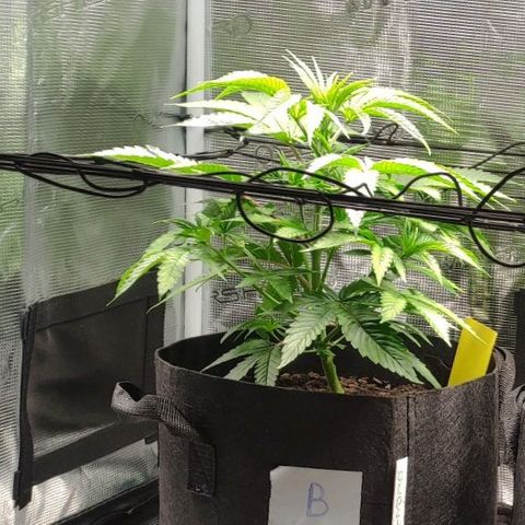 Radical Juice Buse growlog timeline photo