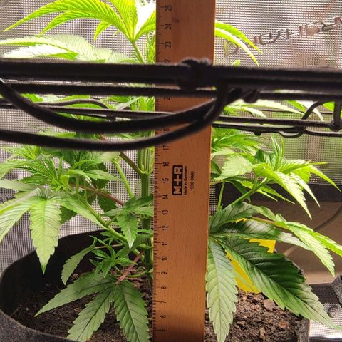 Radical Juice Buse growlog timeline photo