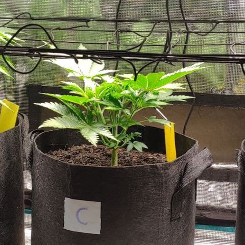 Radical Juice Cadis growlog timeline photo