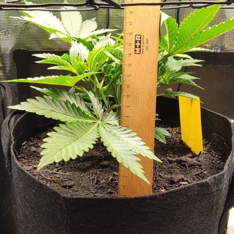 Radical Juice Cadis growlog timeline photo