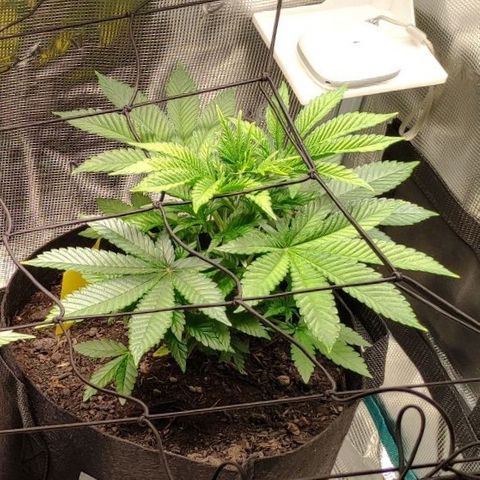 Radical Juice Adina growlog timeline photo