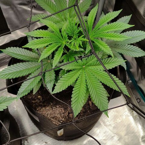 Radical Juice Adina growlog timeline photo