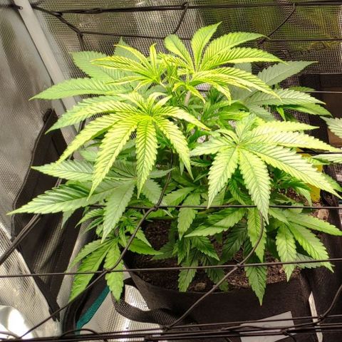 Radical Juice Buse growlog timeline photo