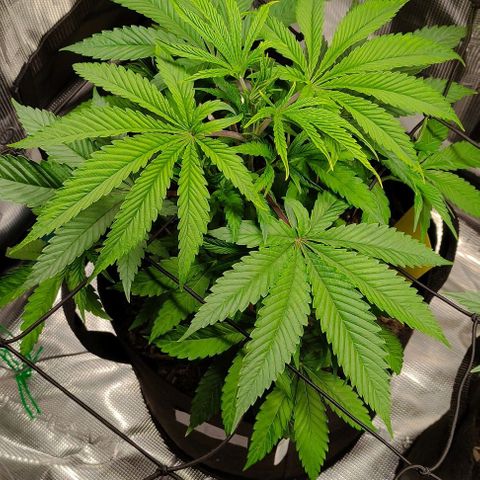 Radical Juice Buse growlog timeline photo