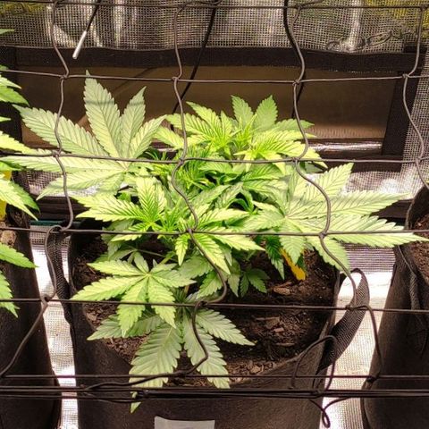 Radical Juice Cadis growlog timeline photo