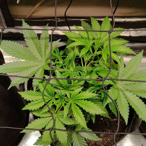 Radical Juice Cadis growlog timeline photo