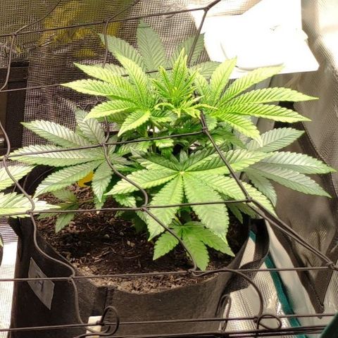 Radical Juice Adina growlog timeline photo