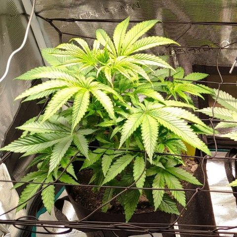 Radical Juice Buse growlog timeline photo