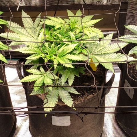 Radical Juice Cadis growlog timeline photo