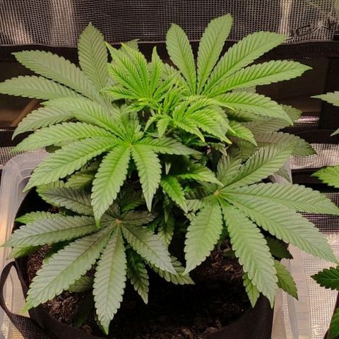 Radical Juice Adina growlog timeline photo