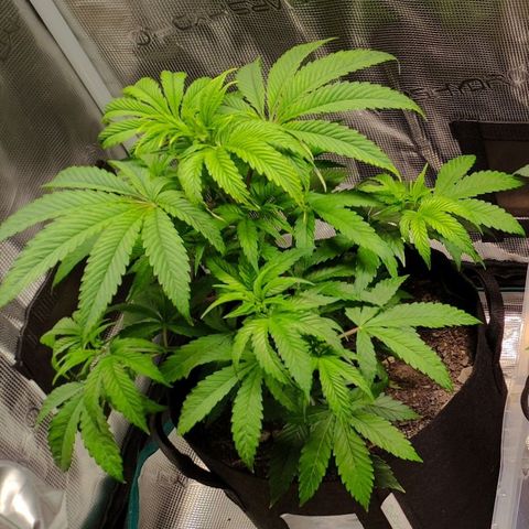 Radical Juice Buse growlog timeline photo