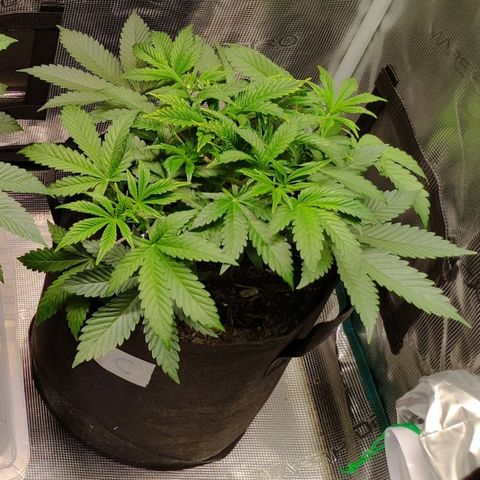 Radical Juice Cadis growlog timeline photo