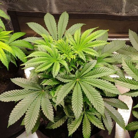 Radical Juice Adina growlog timeline photo