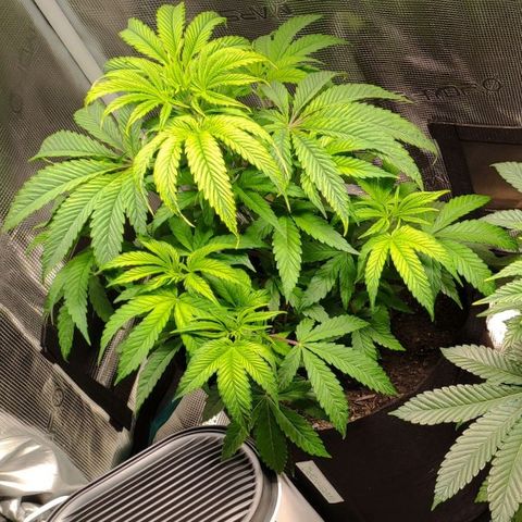Radical Juice Buse growlog timeline photo