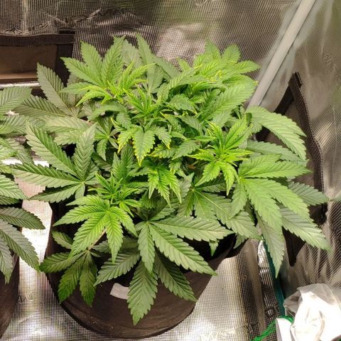 Radical Juice Cadis growlog timeline photo