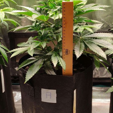 Radical Juice Adina growlog timeline photo