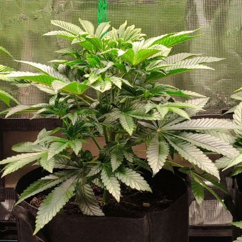 Radical Juice Adina growlog timeline photo