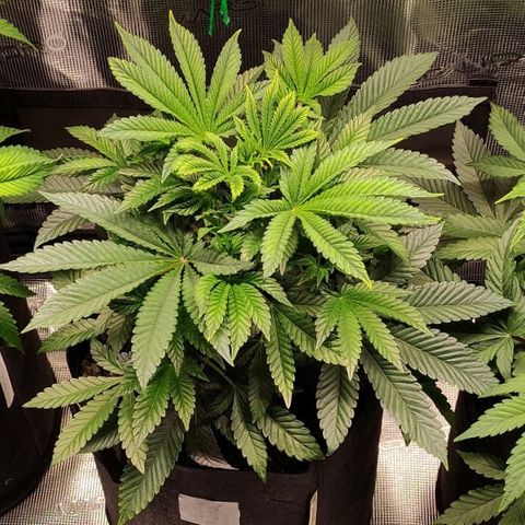 Radical Juice Adina growlog timeline photo