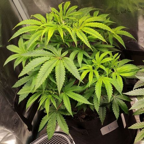 Radical Juice Buse growlog timeline photo