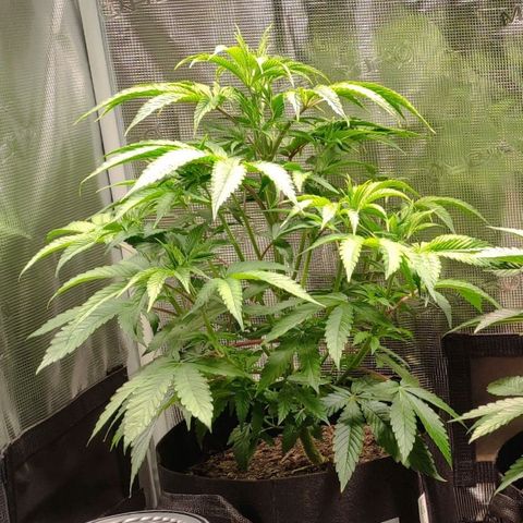 Radical Juice Buse growlog timeline photo