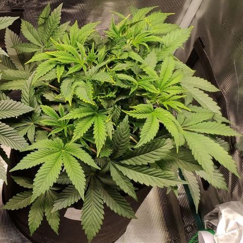 Radical Juice Cadis growlog timeline photo