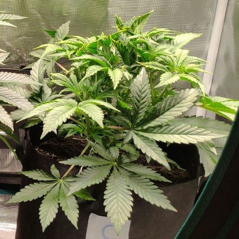 Radical Juice Cadis growlog timeline photo