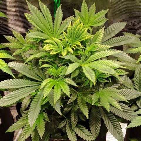 Radical Juice Adina growlog timeline photo