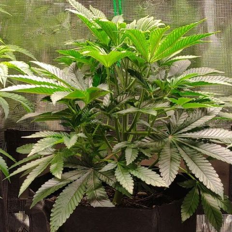 Radical Juice Adina growlog timeline photo