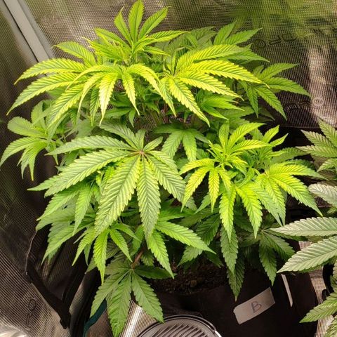 Radical Juice Buse growlog timeline photo