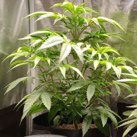 Radical Juice Buse growlog timeline photo