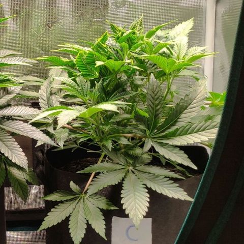 Radical Juice Cadis growlog timeline photo