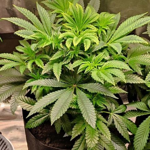 Radical Juice Adina growlog timeline photo