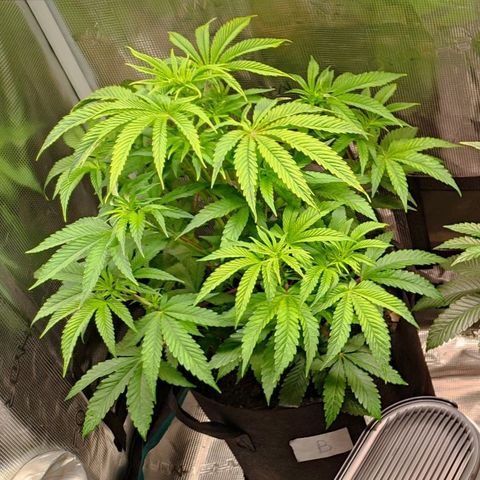 Radical Juice Buse growlog timeline photo