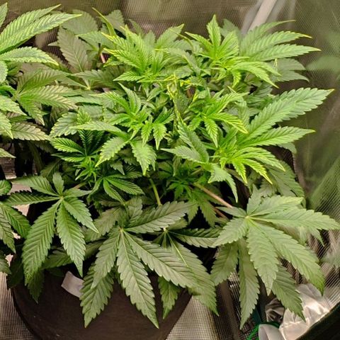 Radical Juice Cadis growlog timeline photo