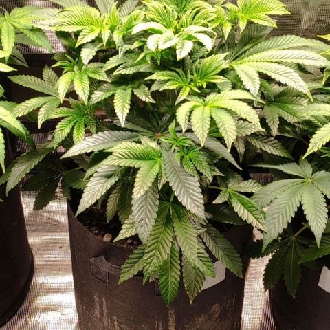 Radical Juice Adina growlog timeline photo