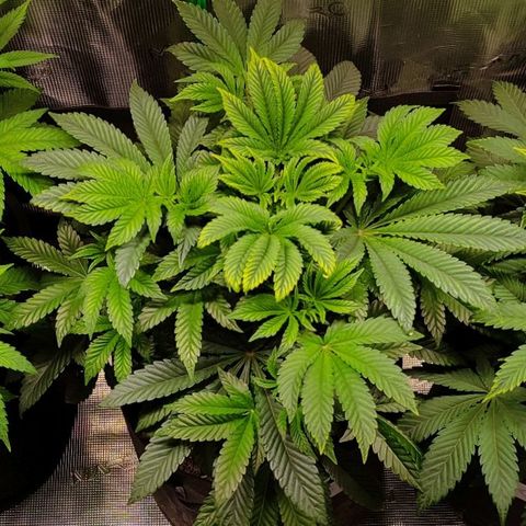 Radical Juice Adina growlog timeline photo