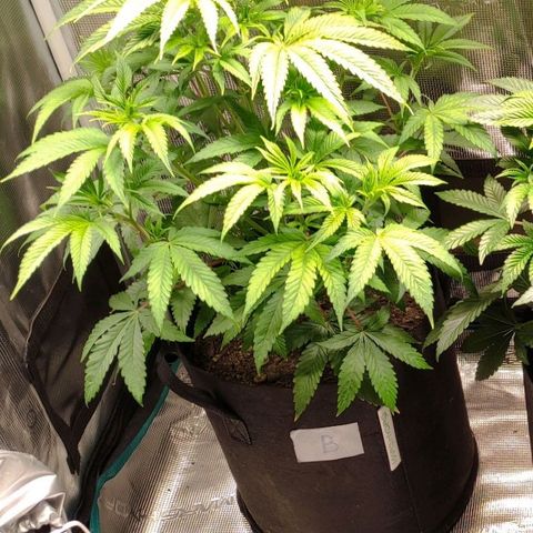 Radical Juice Buse growlog timeline photo