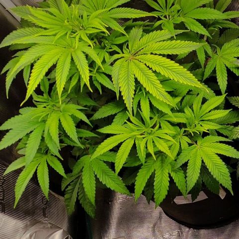 Radical Juice Buse growlog timeline photo