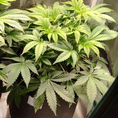 Radical Juice Cadis growlog timeline photo