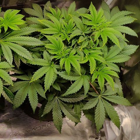 Radical Juice Cadis growlog timeline photo