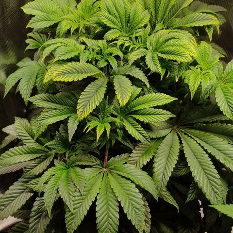 Radical Juice Adina growlog timeline photo