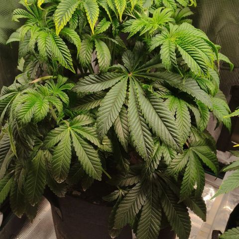 Radical Juice Adina growlog timeline photo
