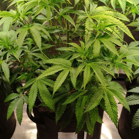 Radical Juice Buse growlog timeline photo