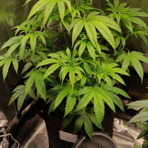 Radical Juice Buse growlog timeline photo