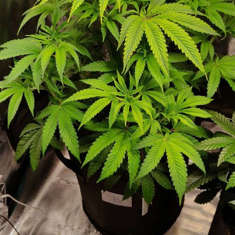 Radical Juice Buse growlog timeline photo