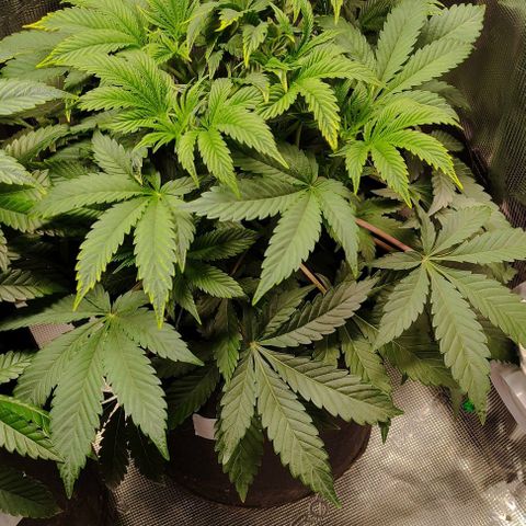 Radical Juice Cadis growlog timeline photo