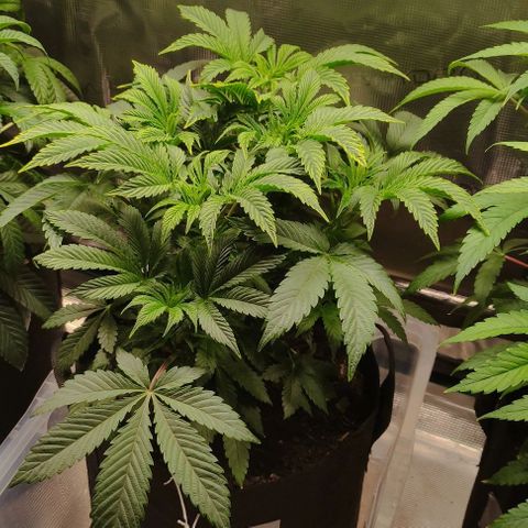 Radical Juice Cadis growlog timeline photo